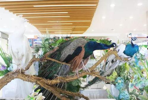 吃瓜娱乐郑州,揭秘网红美食与娱乐新风尚